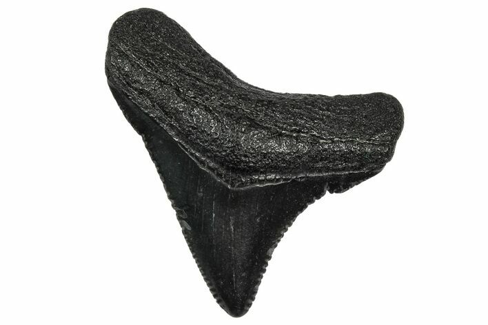 Serrated, Juvenile Megalodon Tooth - South Carolina #340540